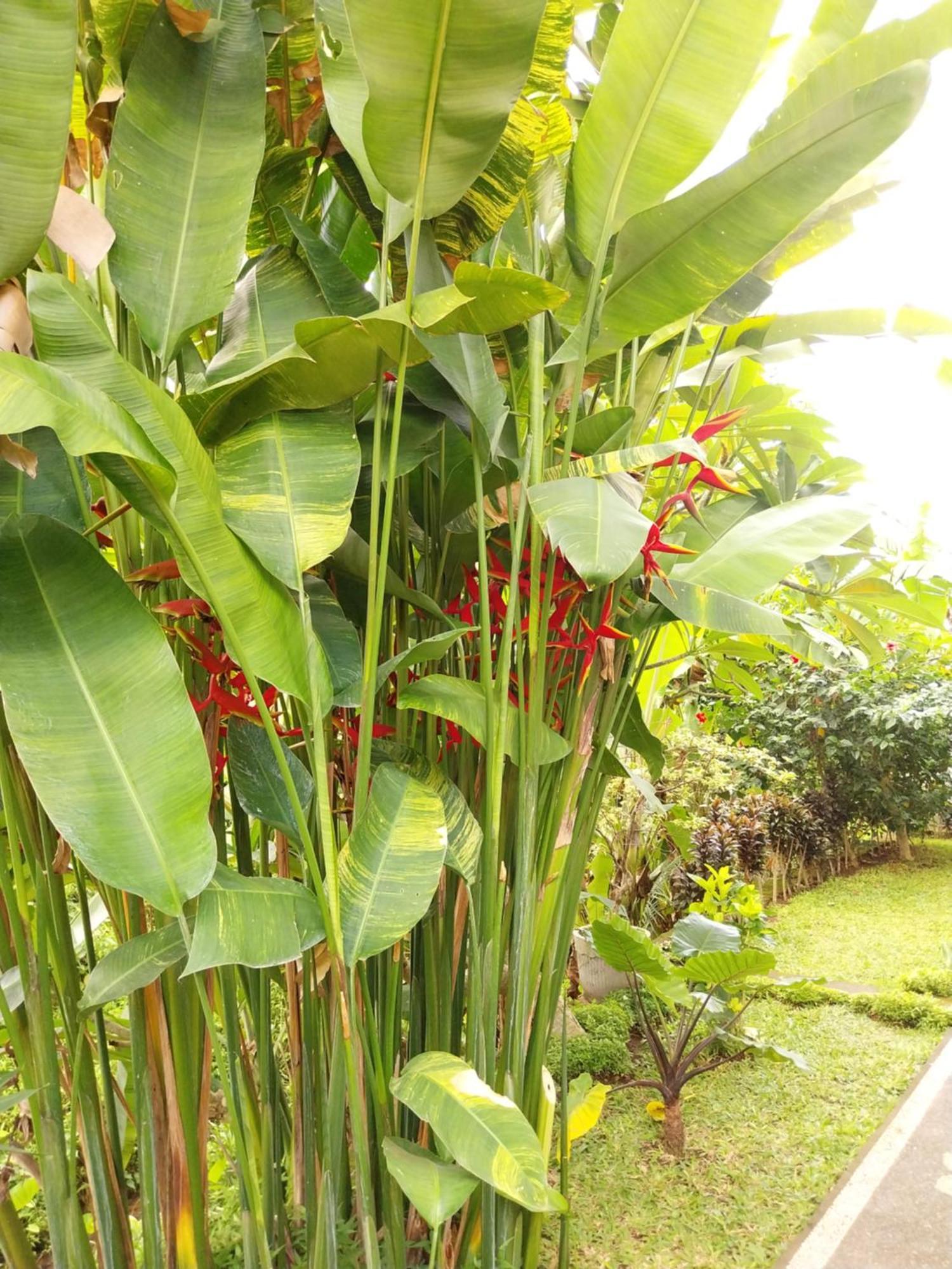 Puri Prana Guest House Ubud Exterior foto